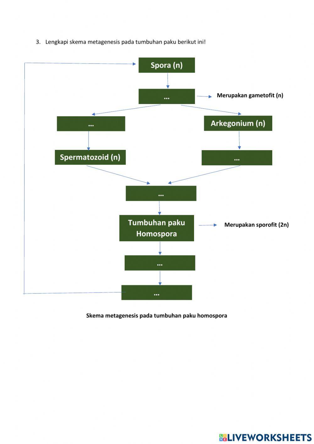 Tugas Metagenesis Paku