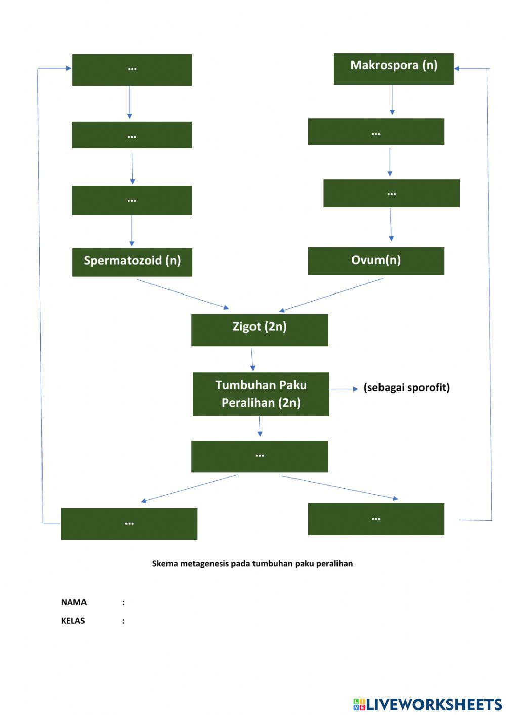 Tugas Metagenesis Paku