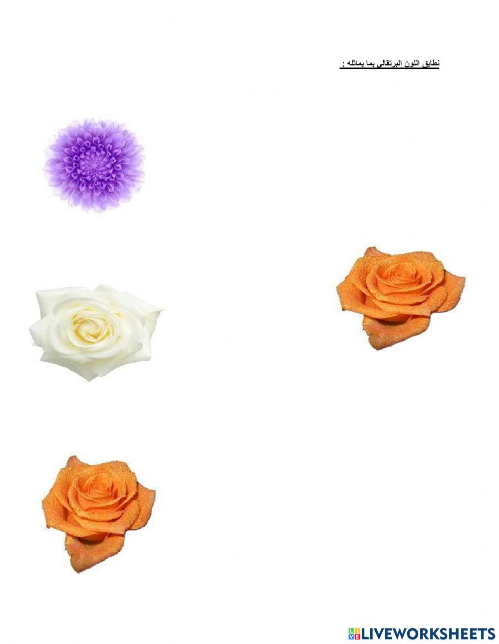 اللون البرتقالي