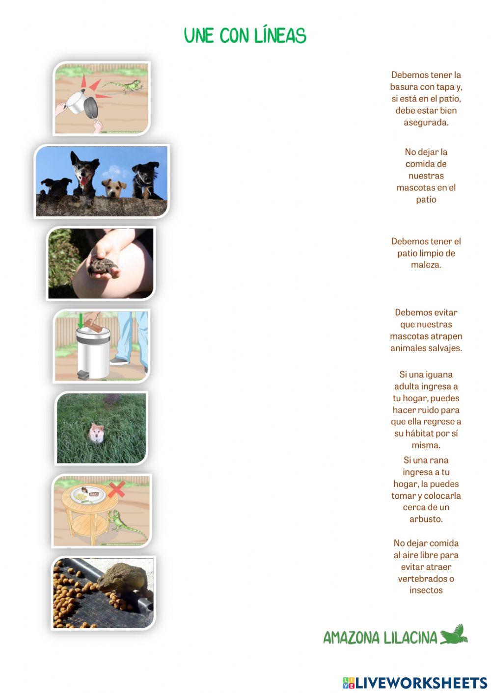 ¿Qué hacer para que los animalitos no ingresen a la casa?