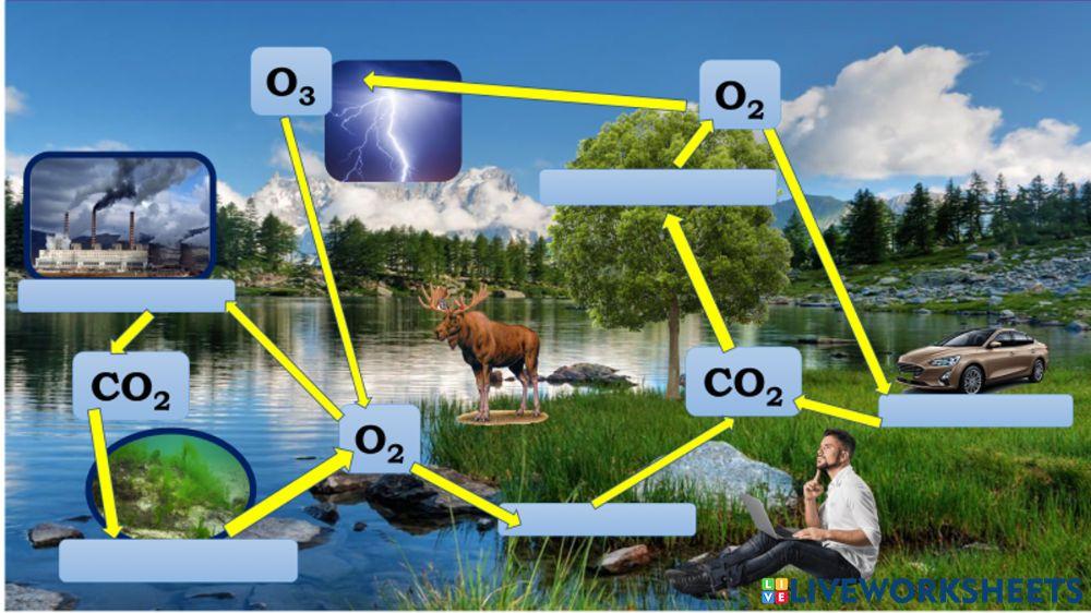 Колообіг Оксигену в природі