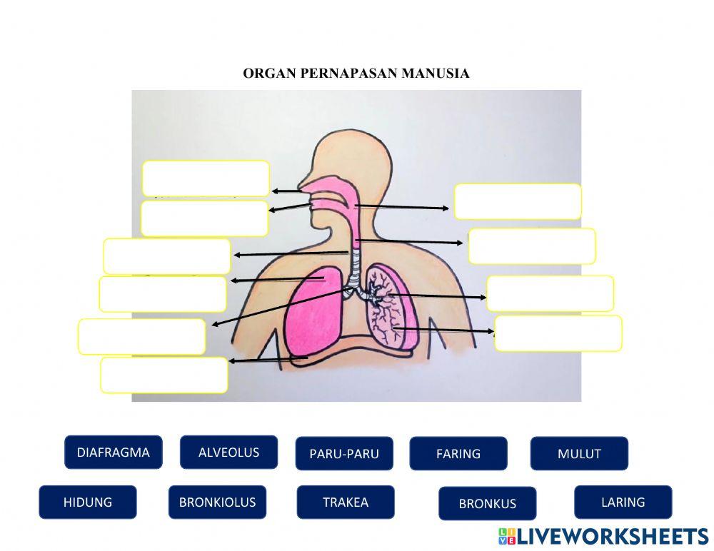 Organ Pernapasan Manusia