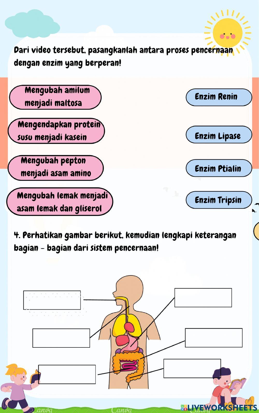 Macam-macam organ pencernaan pada manusia dan fungsinya, serta berbagai penyakit yang menyerang organ pencernaan