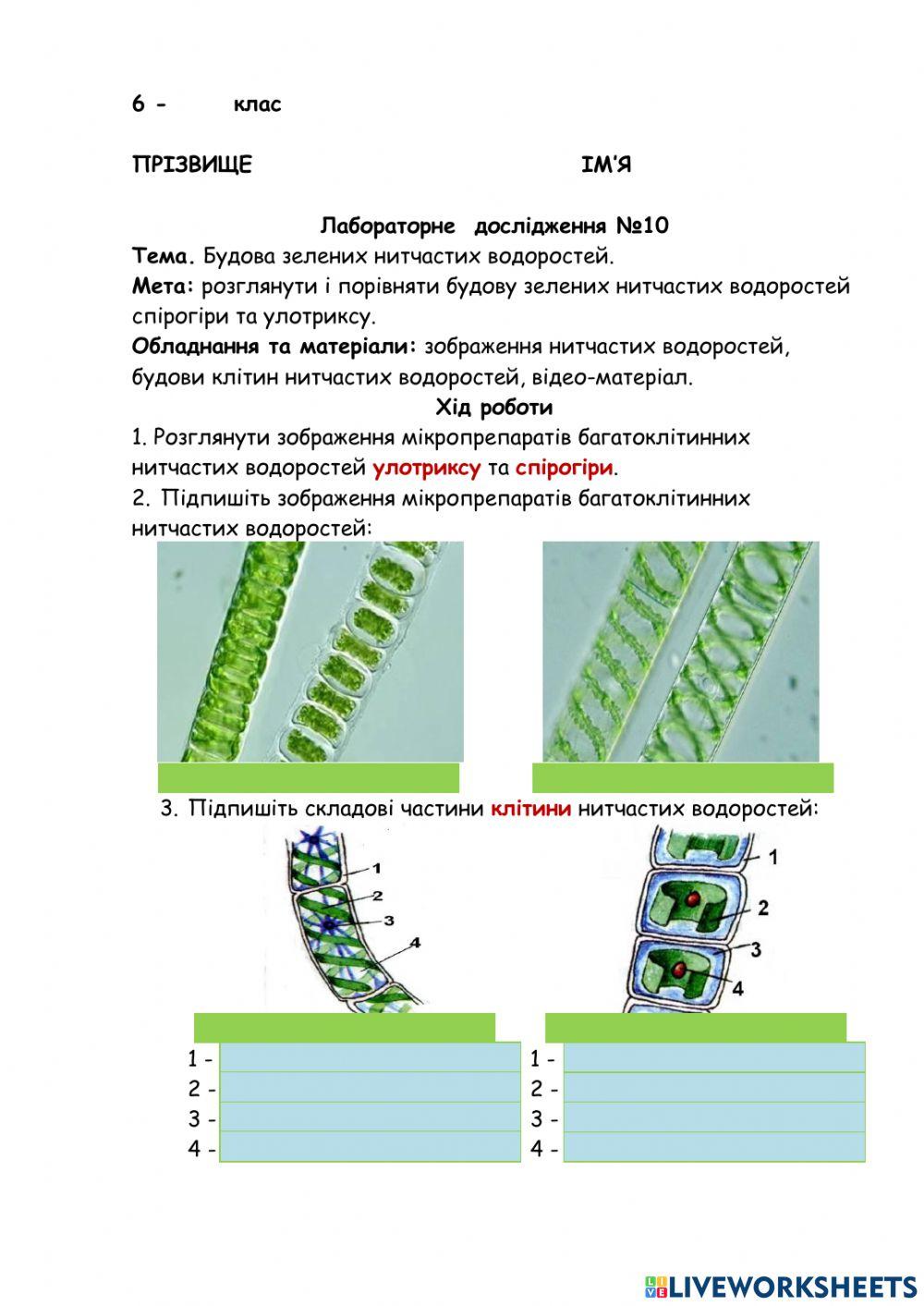 Лабораторне дослідження. Будова зелених нитчастих водоростей.