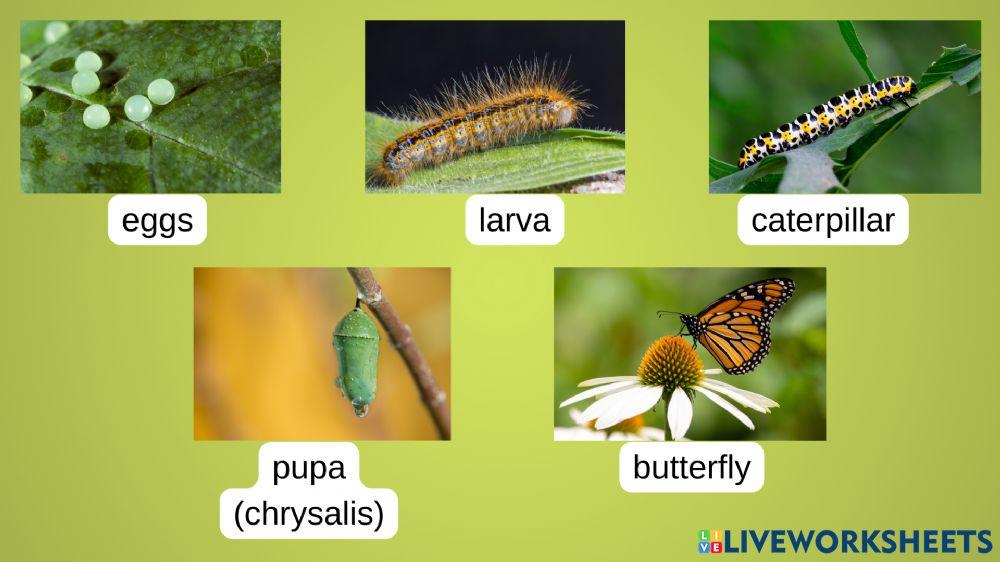 Buttefly worksheet | Live Worksheets