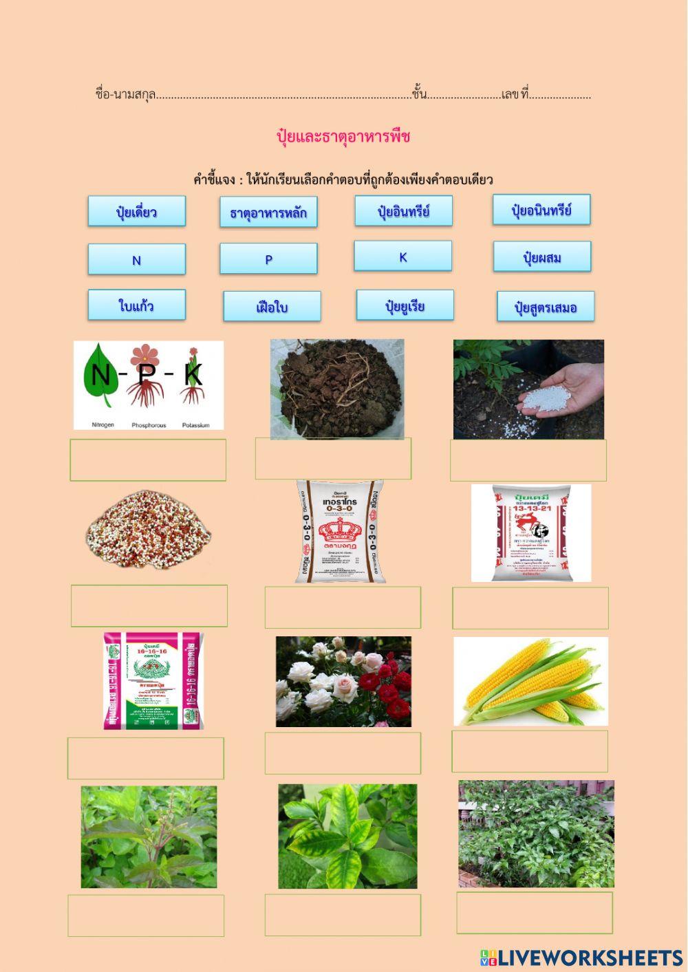 ปุ๋ยและธาตุอาหารพืช