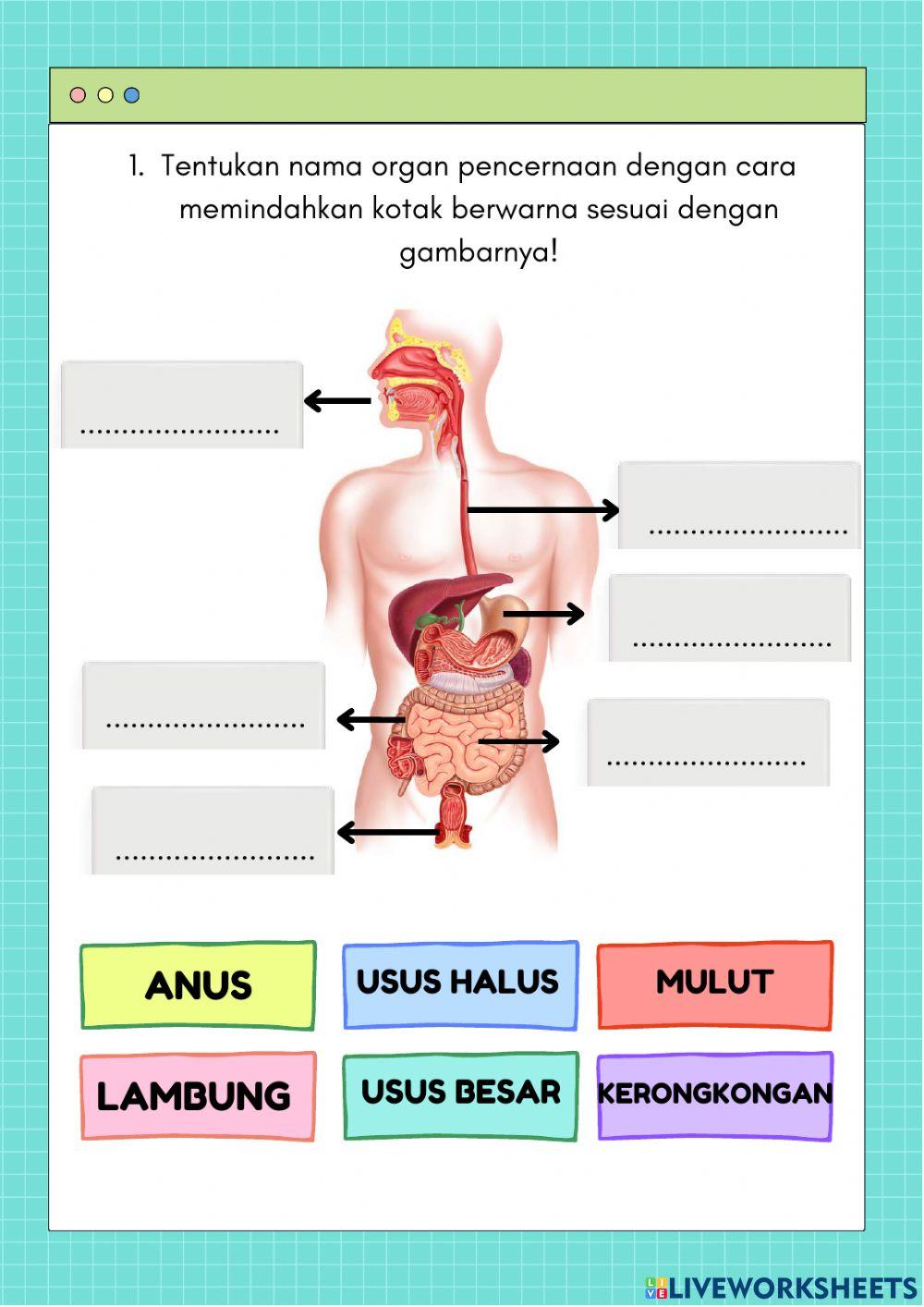 LKPD Sistem Pencernaan Kelas 5 Tema 3 Subtema 1 Pembelajaran 2 FIX