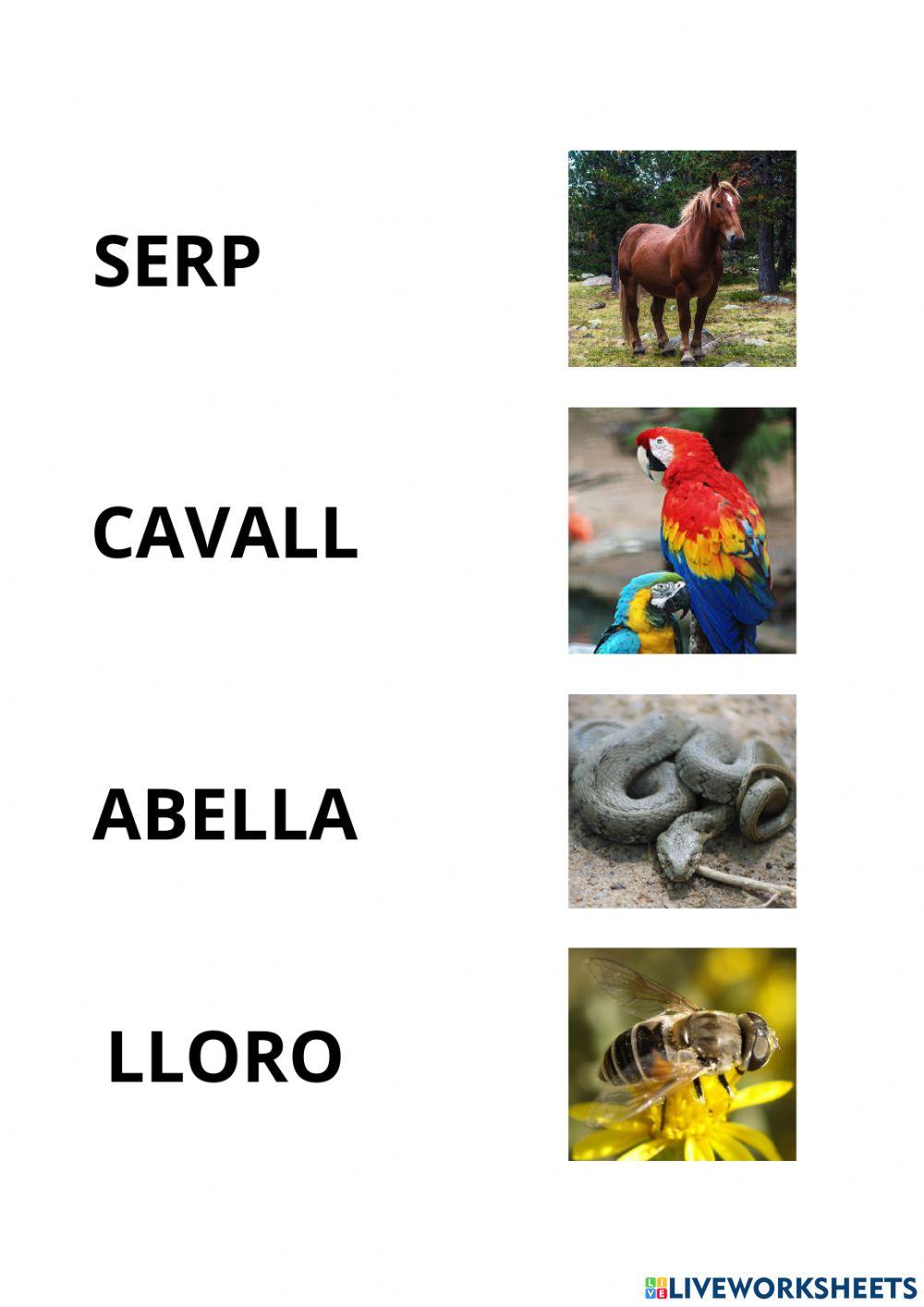 ANIMALS imatge - nom