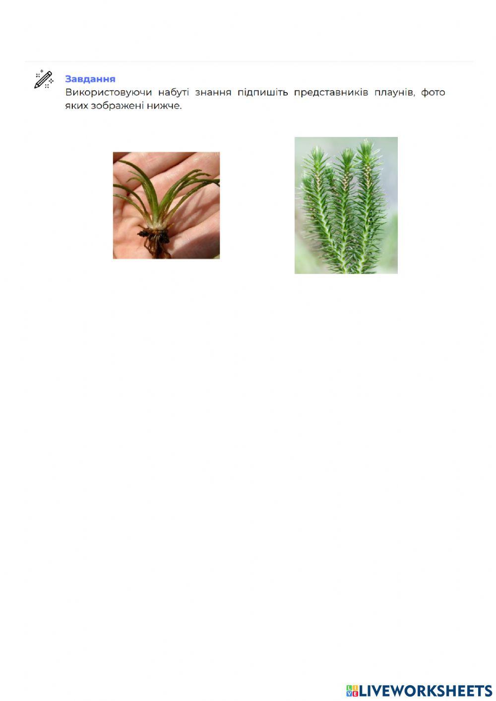 Будова спорових рослин