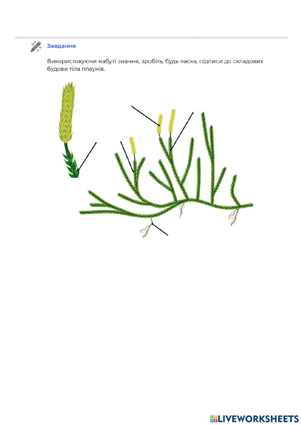 Будова спорових рослин