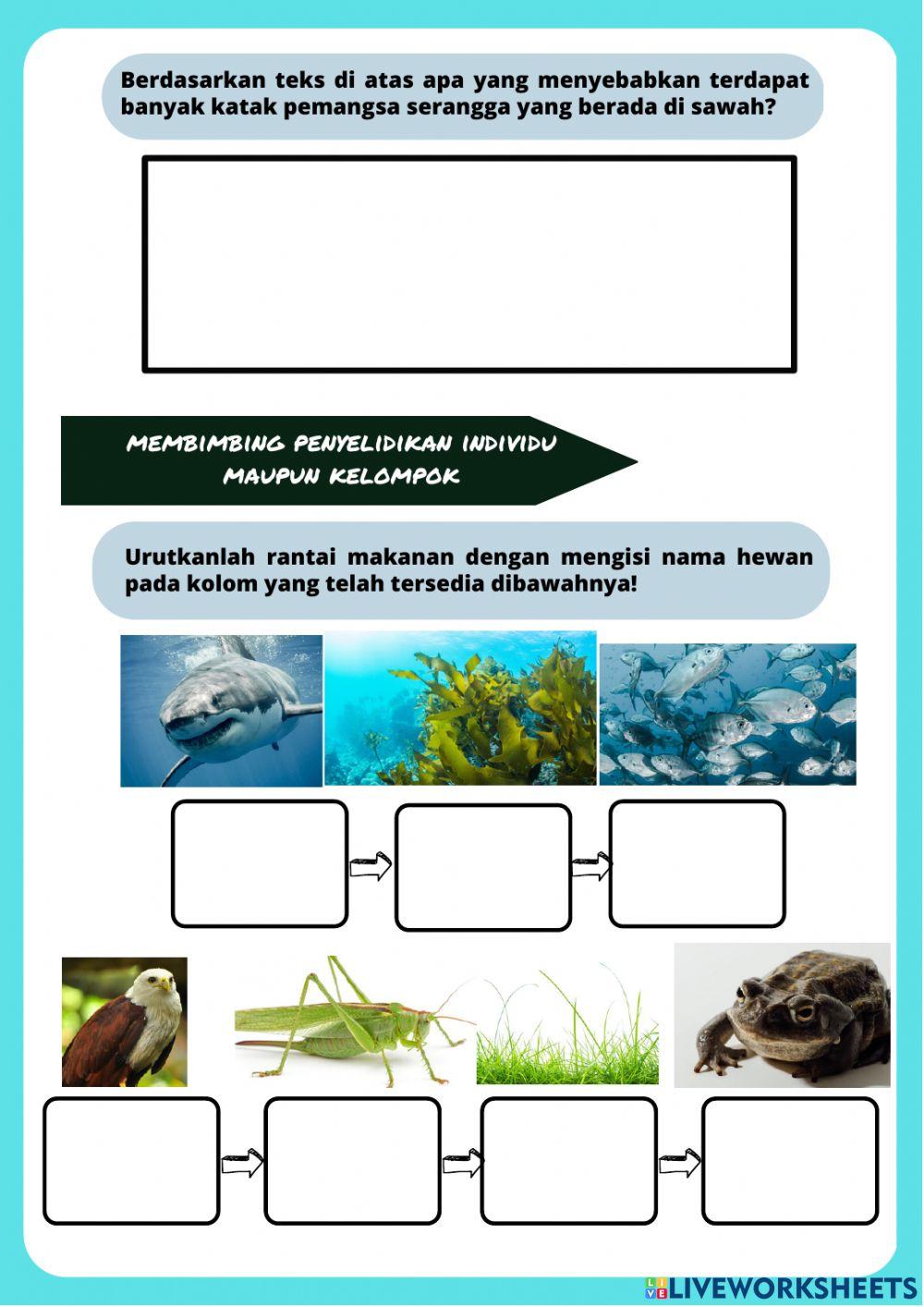 LKPD Aliran Energi, Rantai Makanan dan Jaring-jaring Makanan