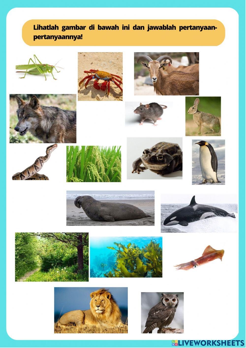 LKPD Aliran Energi, Rantai Makanan dan Jaring-jaring Makanan