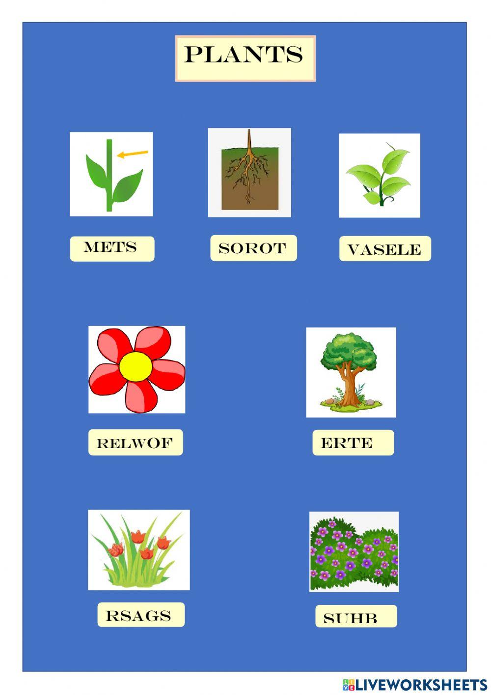 Types of plants