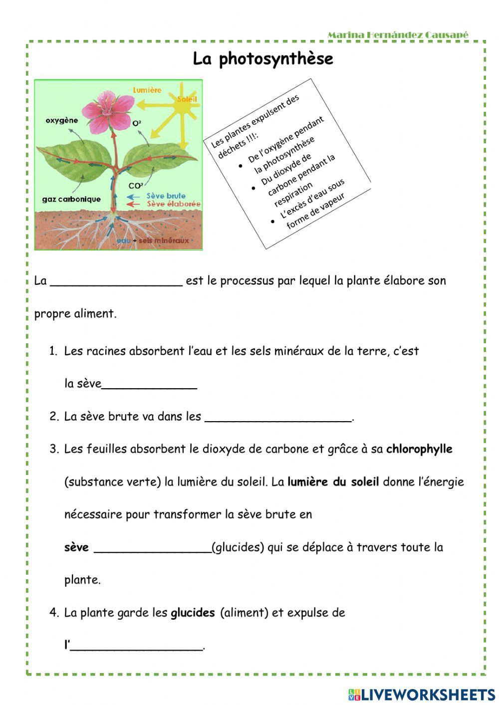 Respiration et photosynthèse