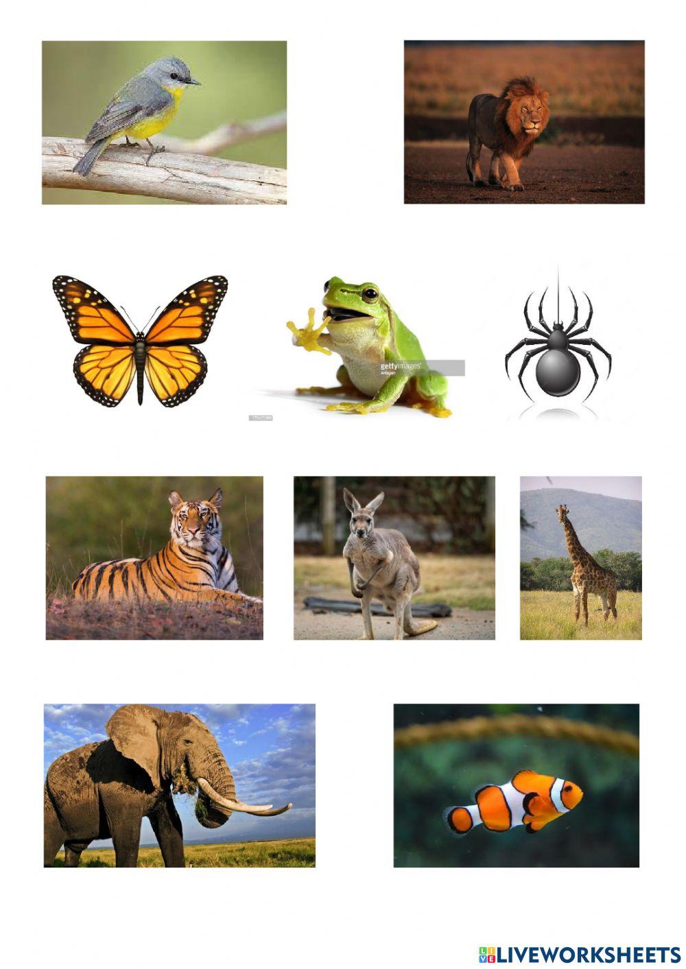 How To Get Free Points On Wild Animals Online Wild Animals online exercise for | Live Worksheets