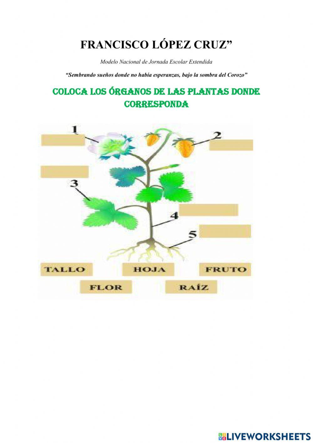 Órganos y sistemas de plantas y animales