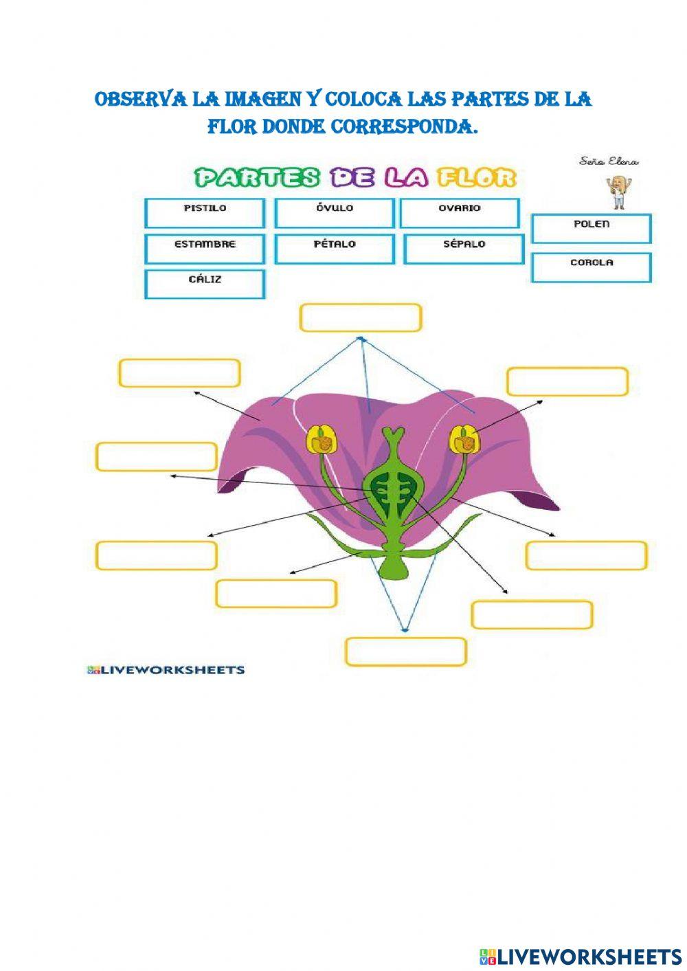 Órganos y sistemas de plantas y animales
