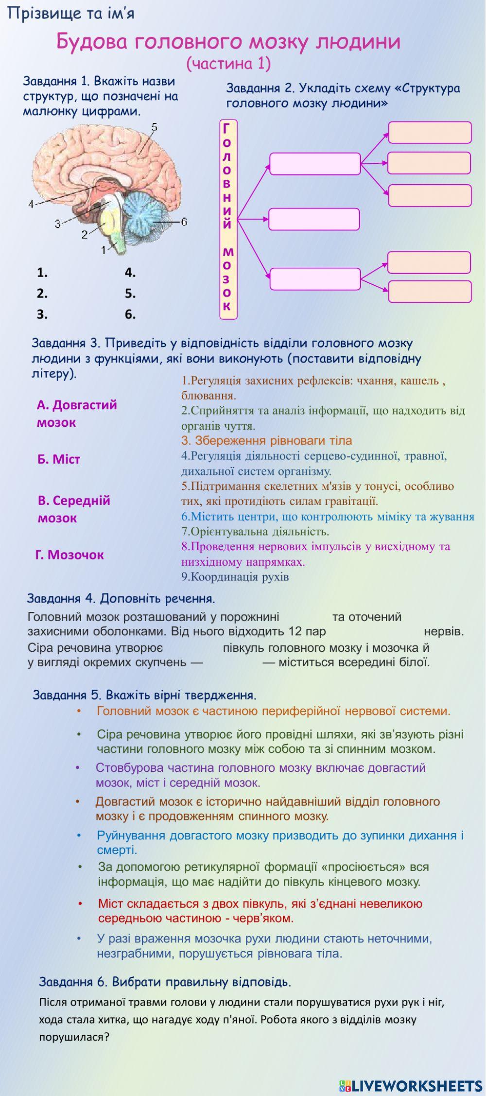 2303938 | Будова головного мозку людини (частина 1)