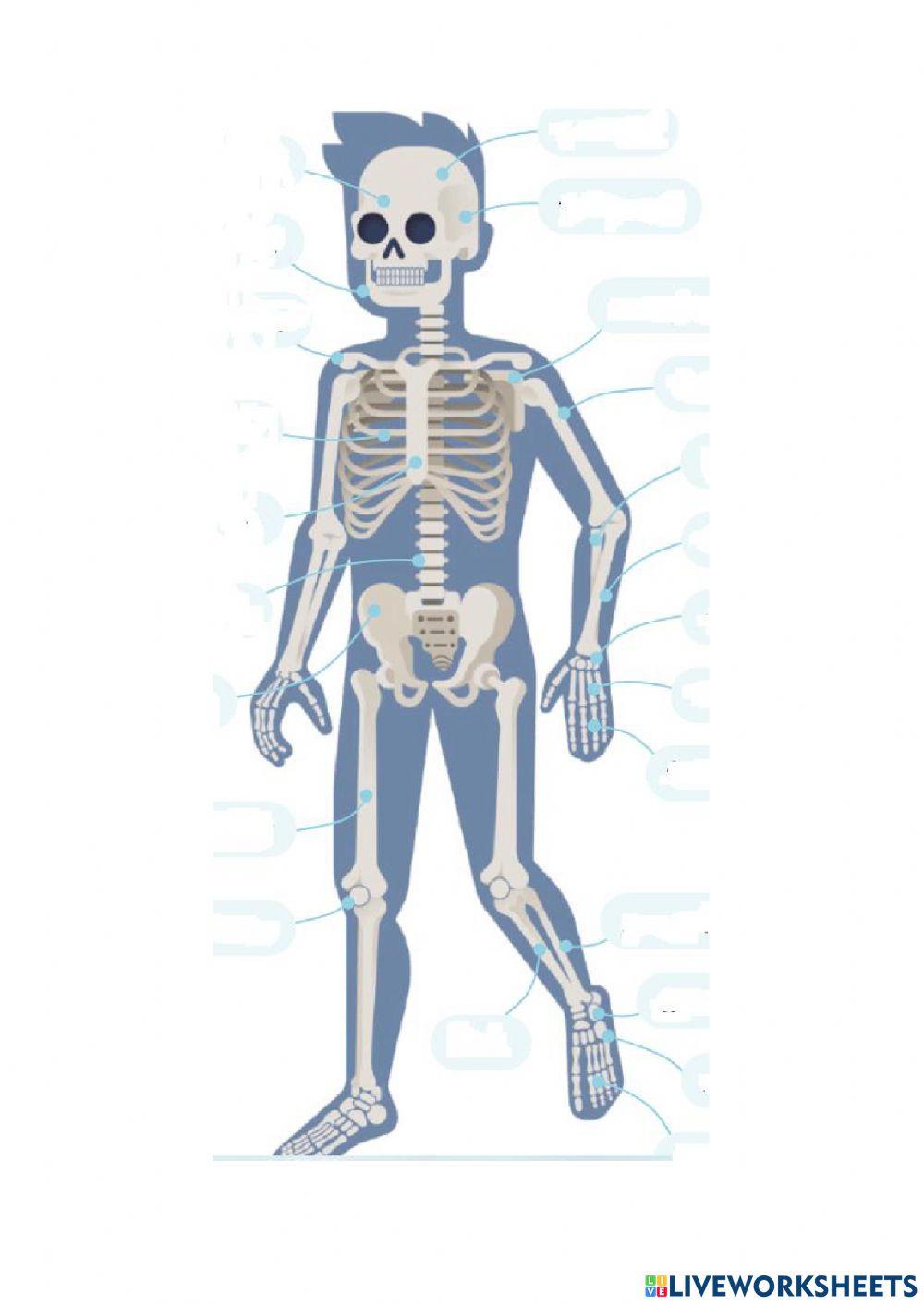 Examen Aparato locomotor