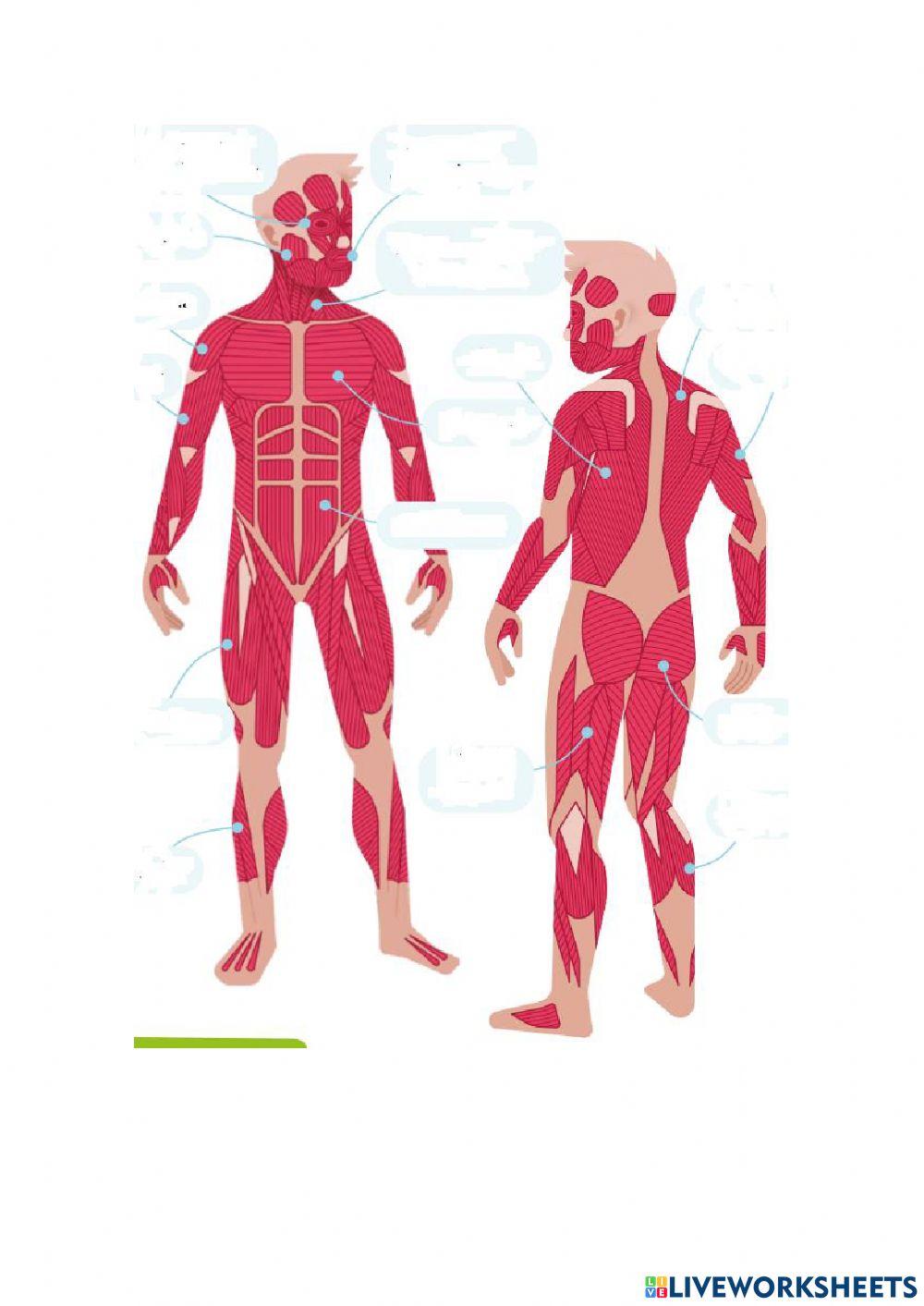 Examen Aparato locomotor