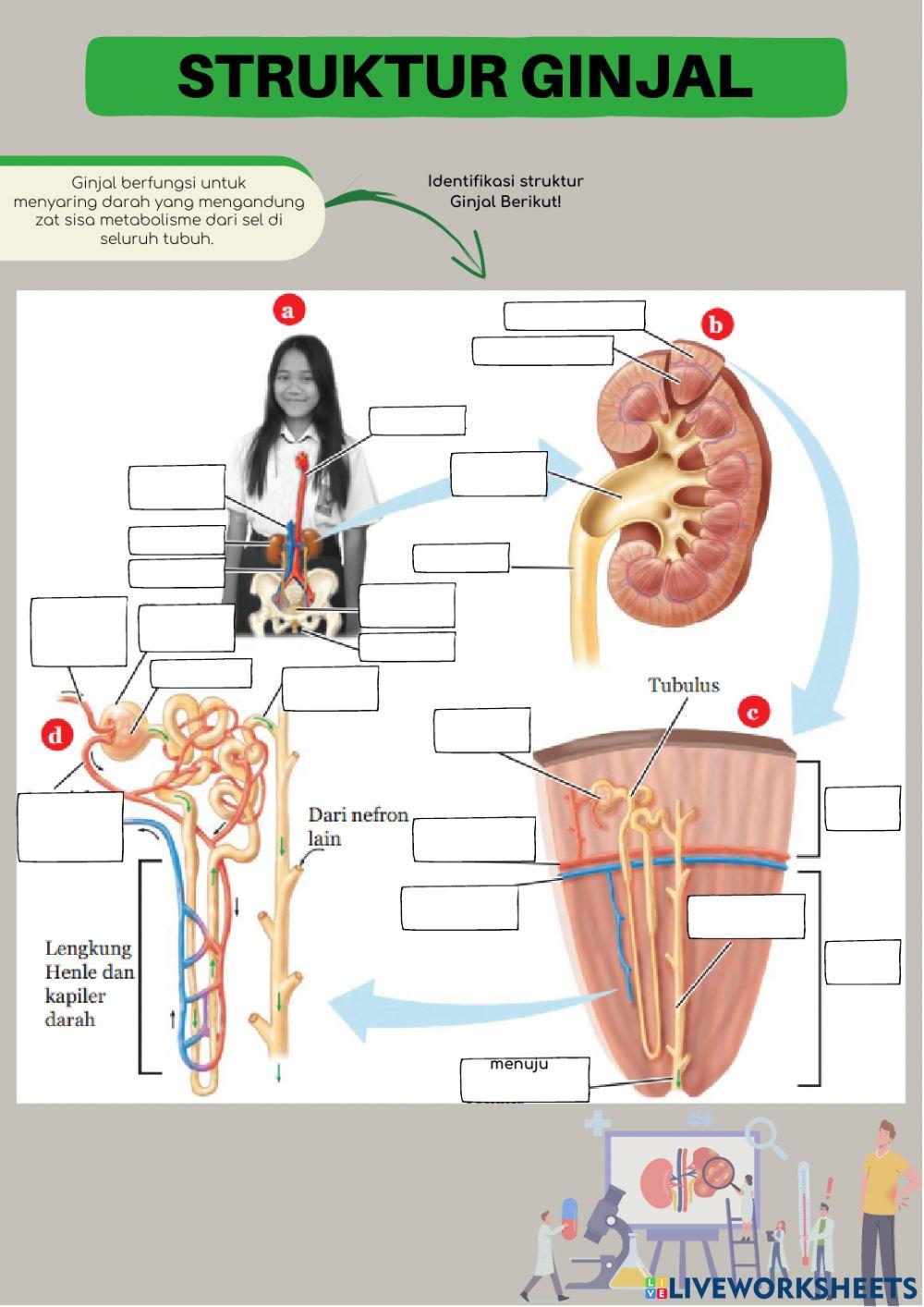 Sistem Ekskresi Ginjal