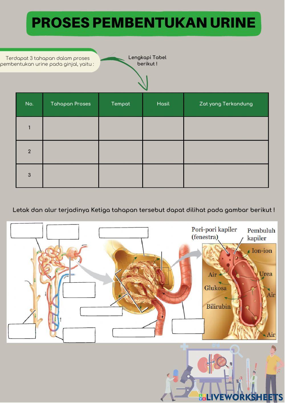 Sistem Ekskresi Ginjal
