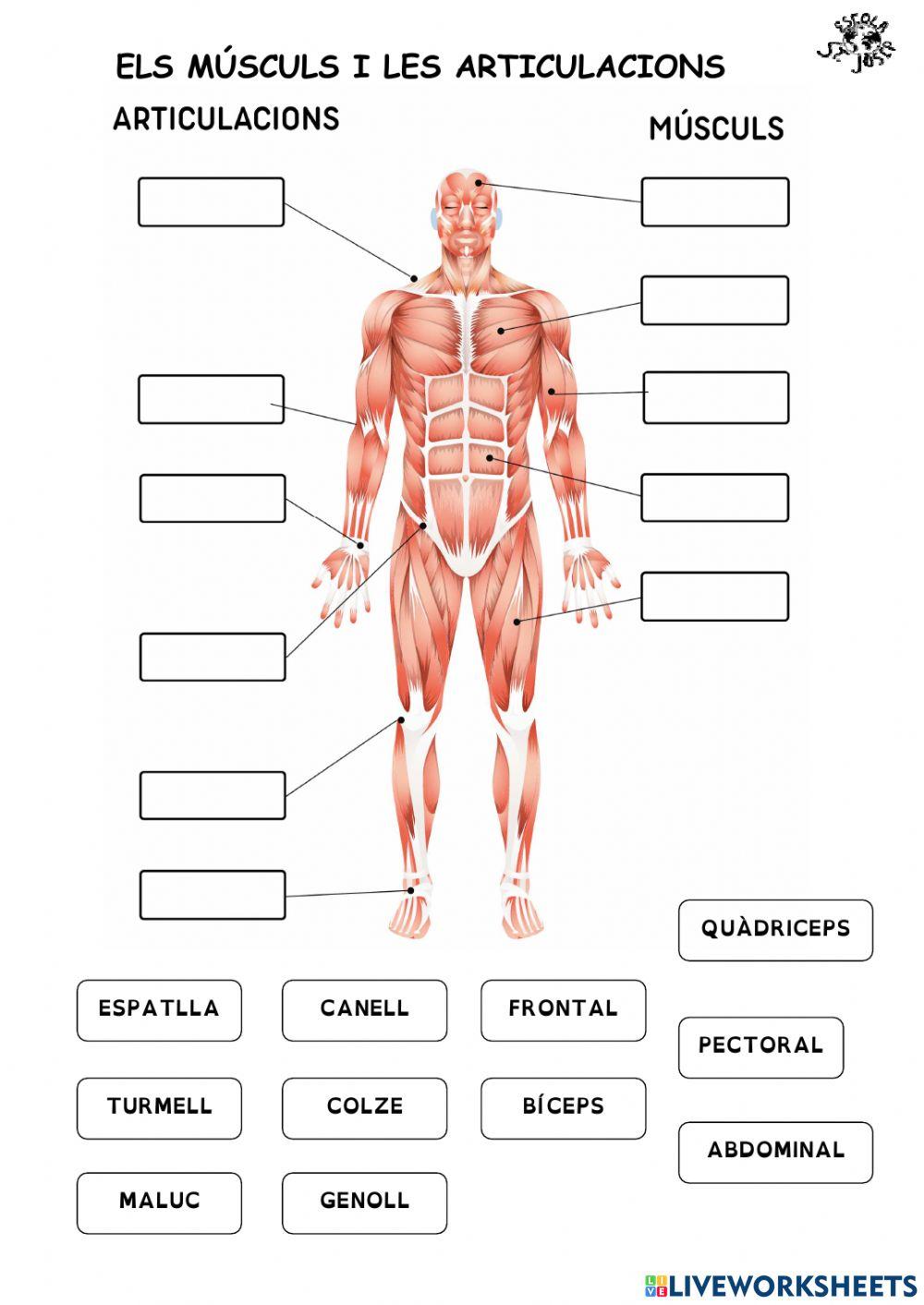 El cos humà: músculs i articulacions