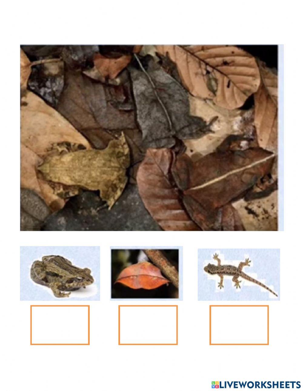 Sự ngụy trang của con vật