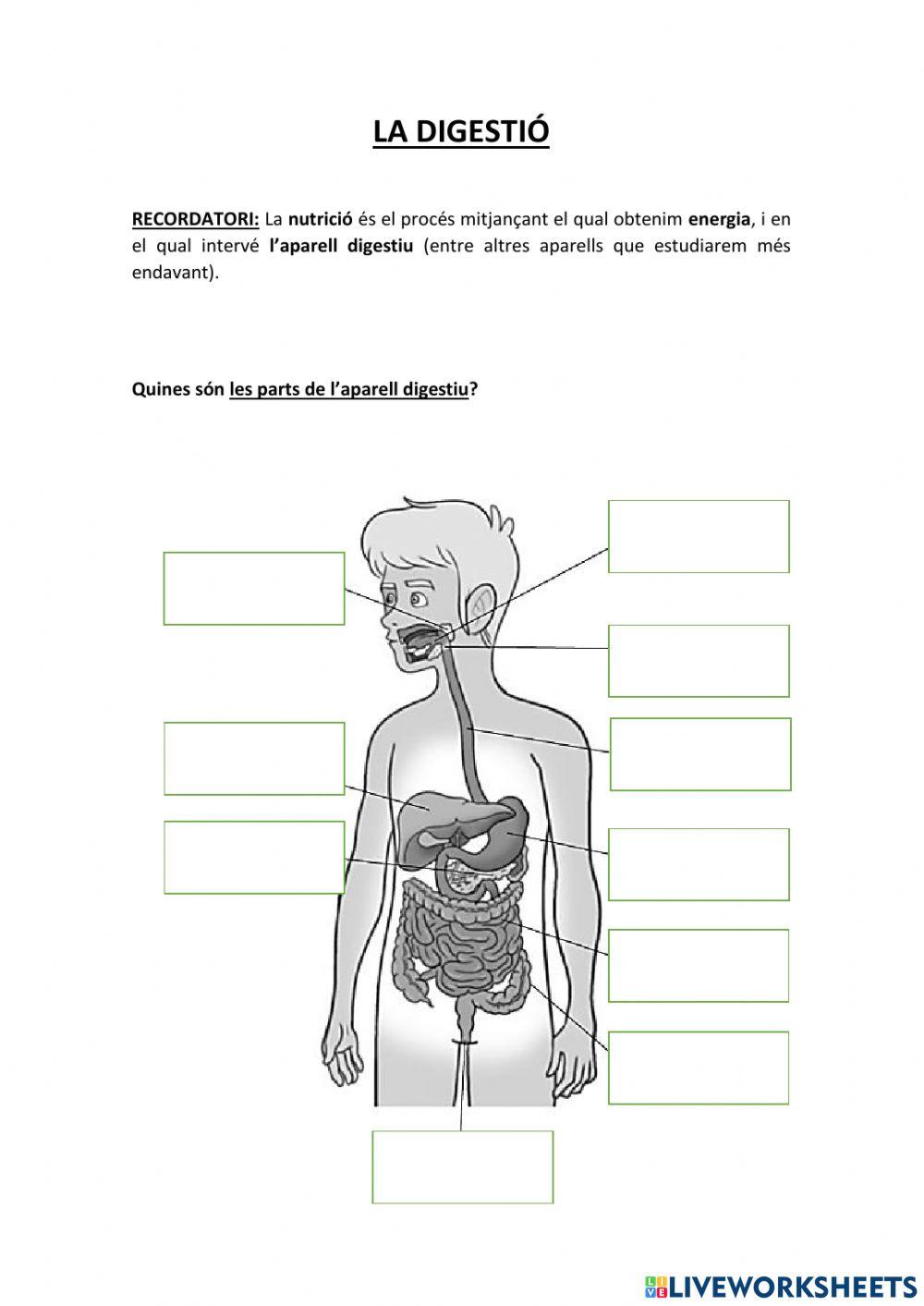 L'aparell digestiu i la digestió