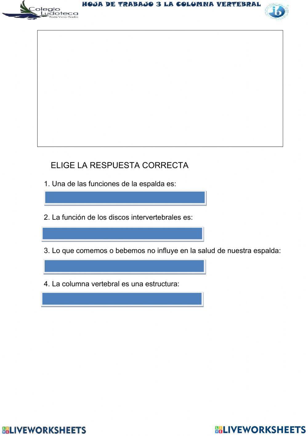La columna vertebral
