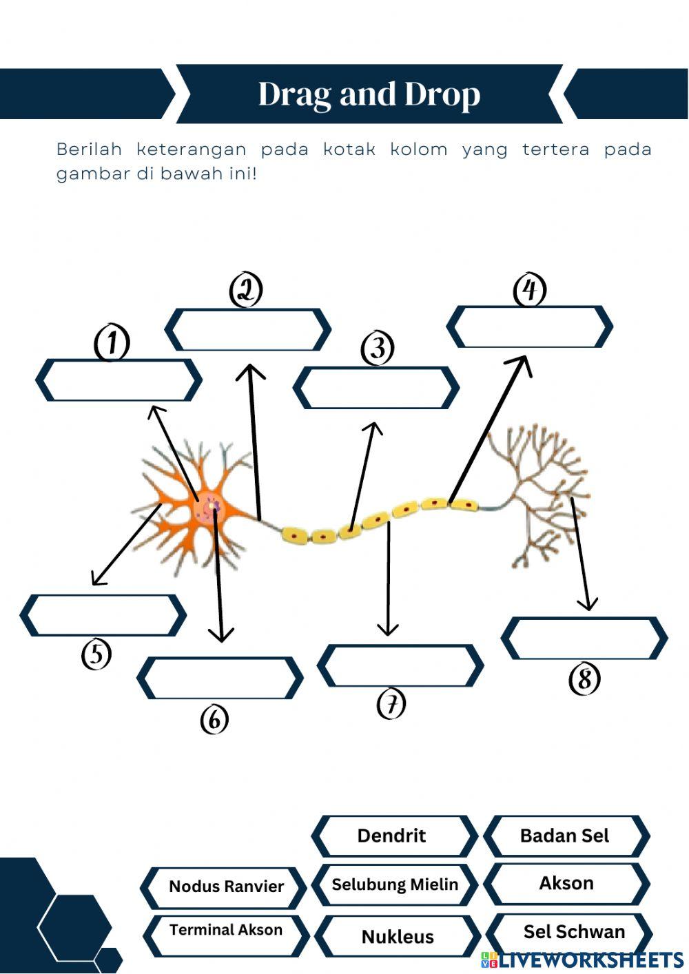 Sistem Saraf Pada Manusia