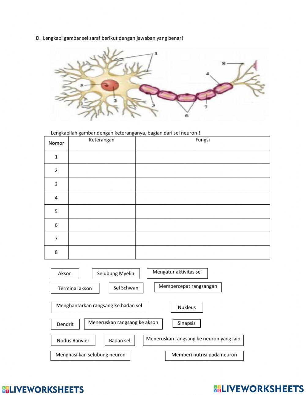 LKPD Sistem Regulasi