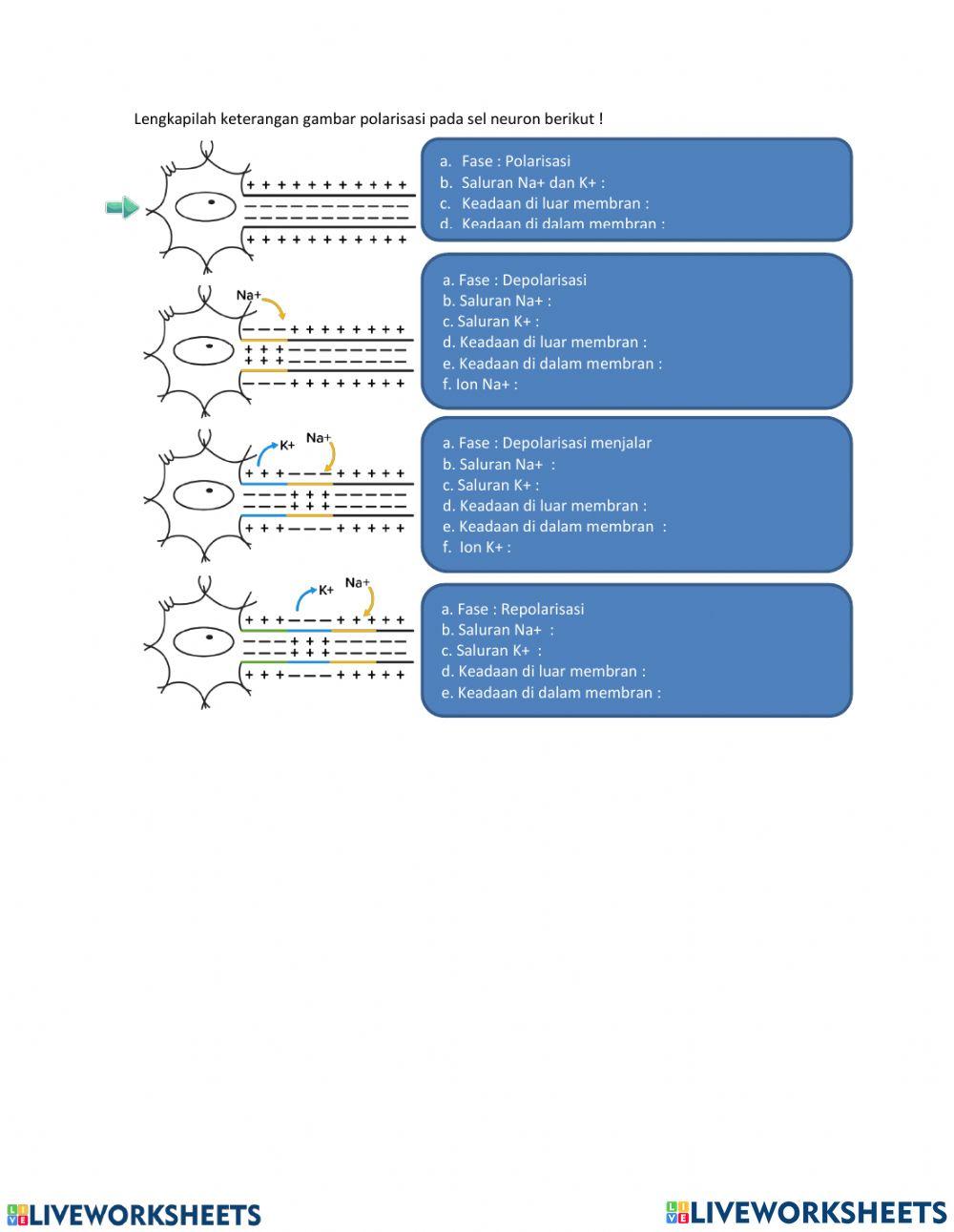 LKPD Sistem Regulasi
