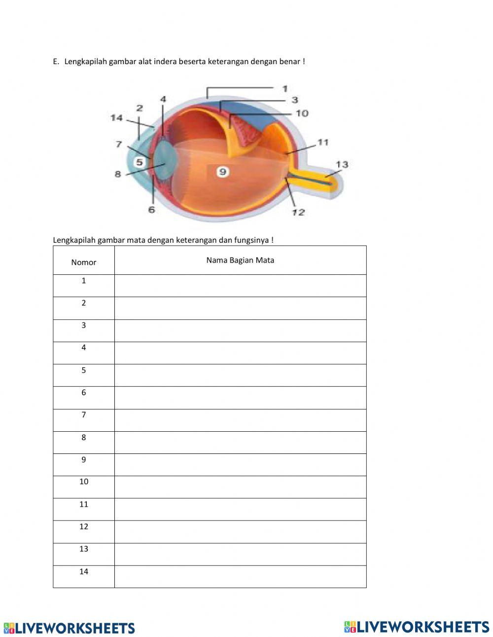 LKPD Sistem Regulasi