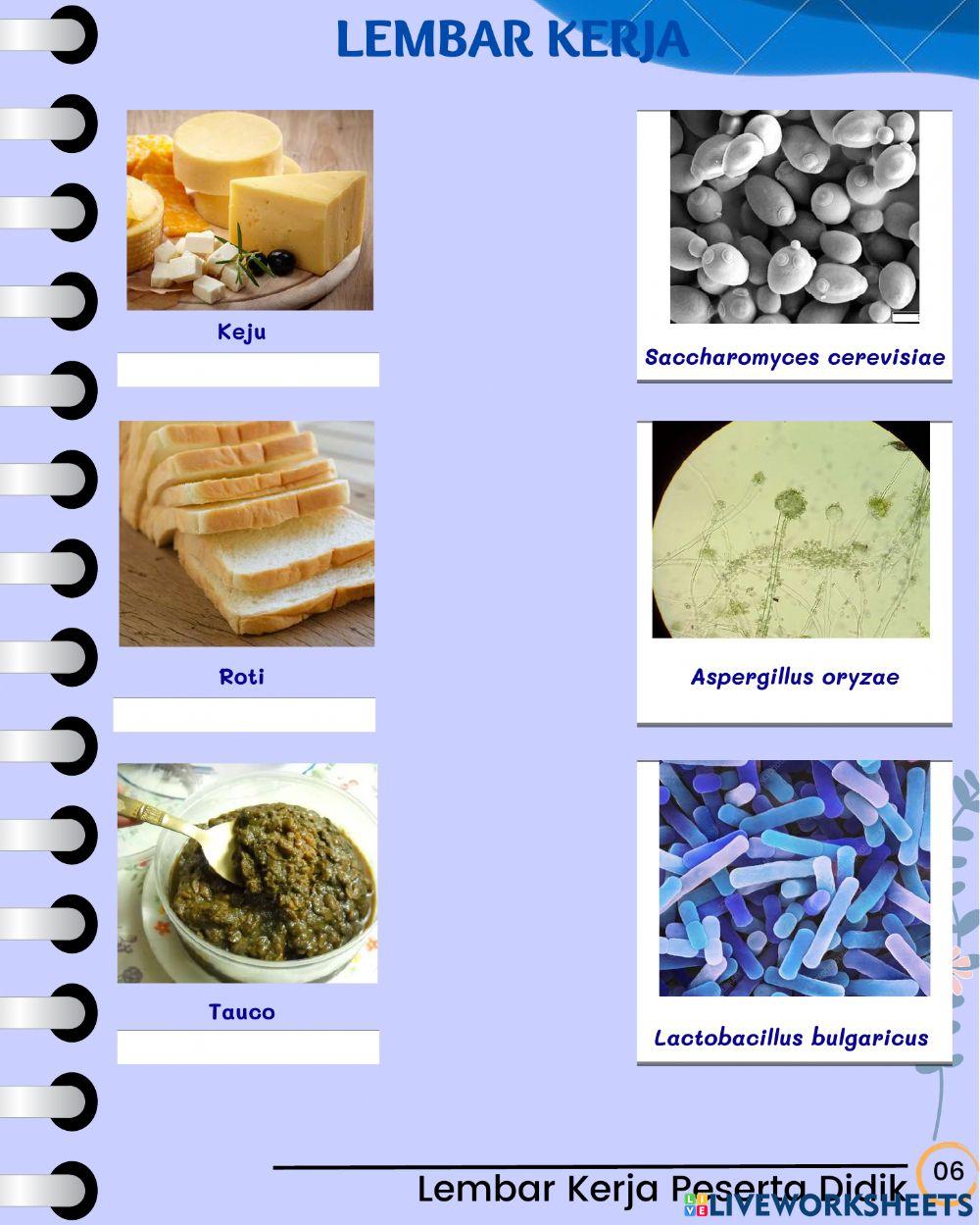 Bioteknologi konvensional