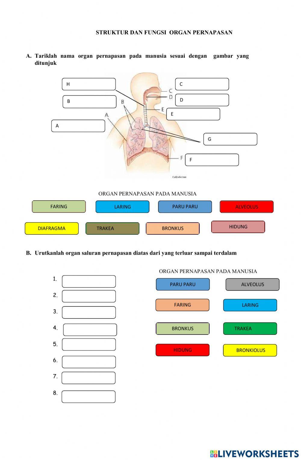 LKPD Organ Pernapasan 