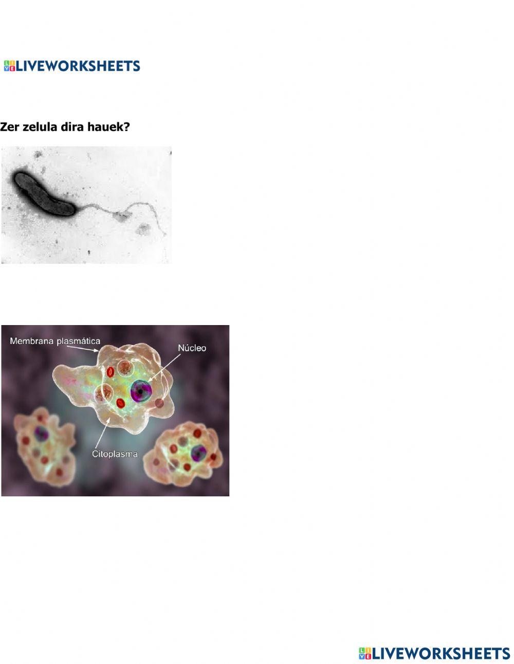 Zelula eukaitoa eta prokariotoa