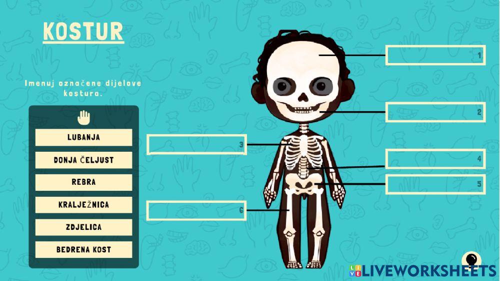 Dijelovi tijela | Live Worksheets