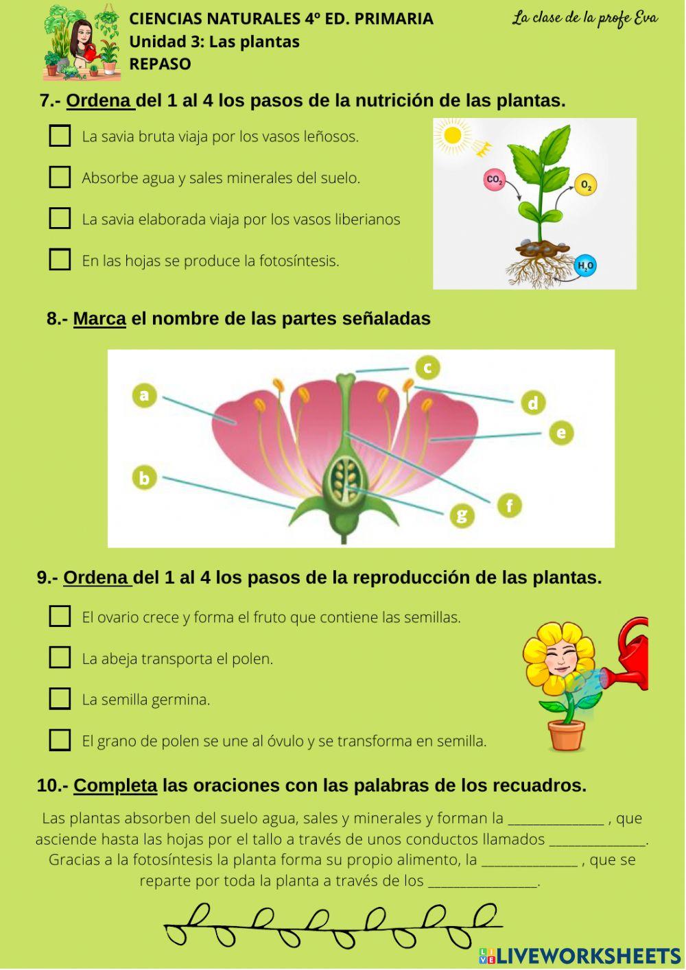 Repaso Las plantas