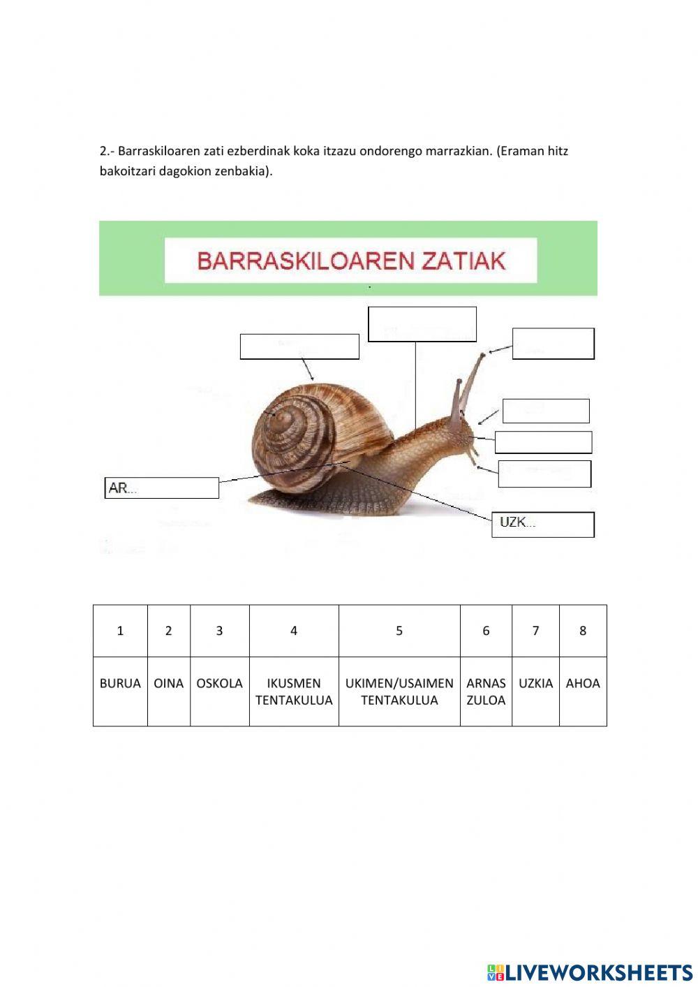 Barraskiloa Barraskiloa