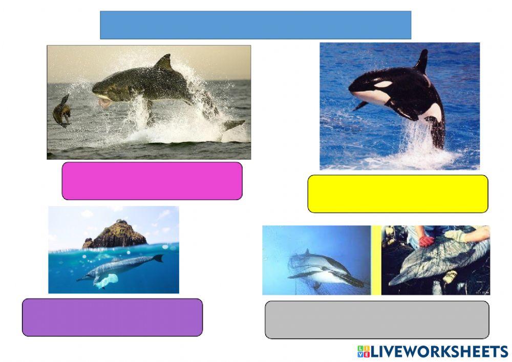 ELS ENEMICS DEL DOFÍ