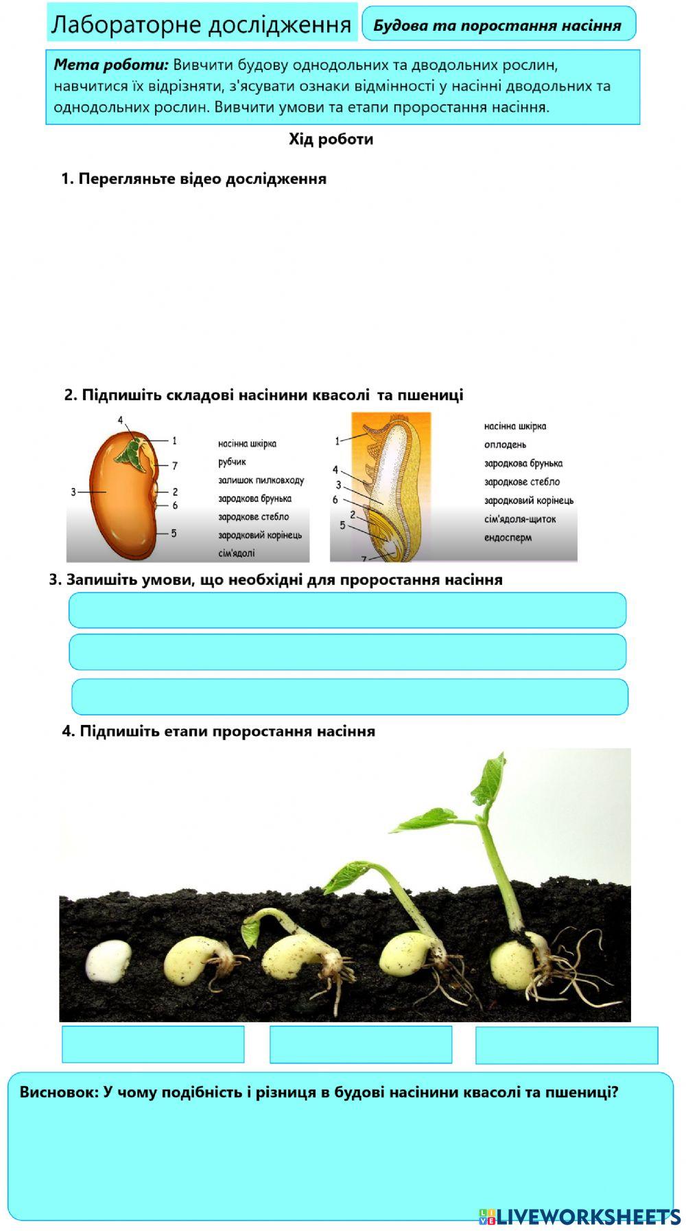 Будова насінини. Проростання насіння
