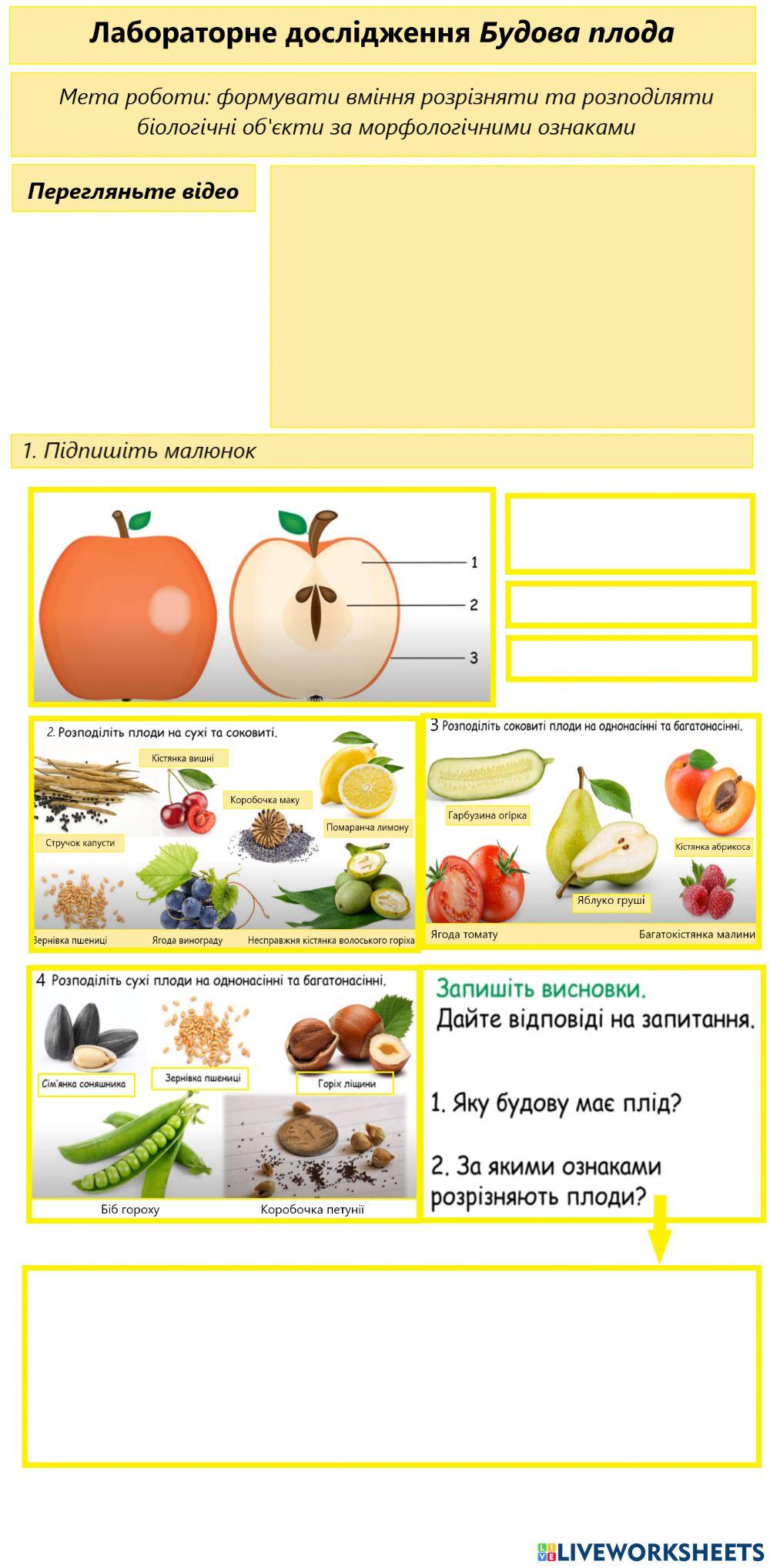 Будова плода worksheet | Live Worksheets