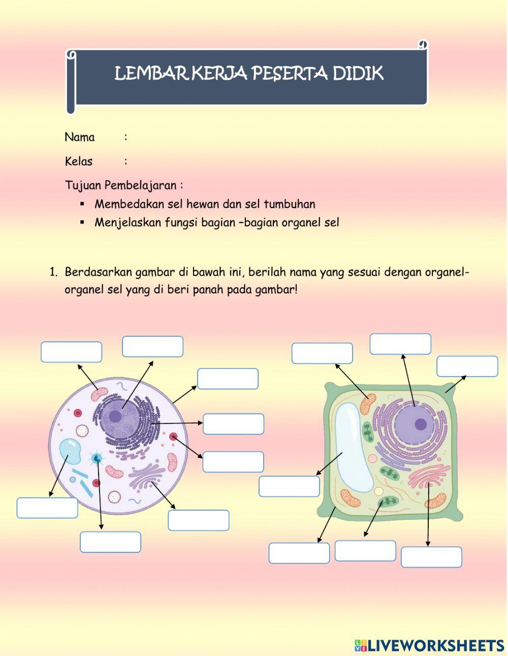 Sel Hewan & Sel Tumbuhan