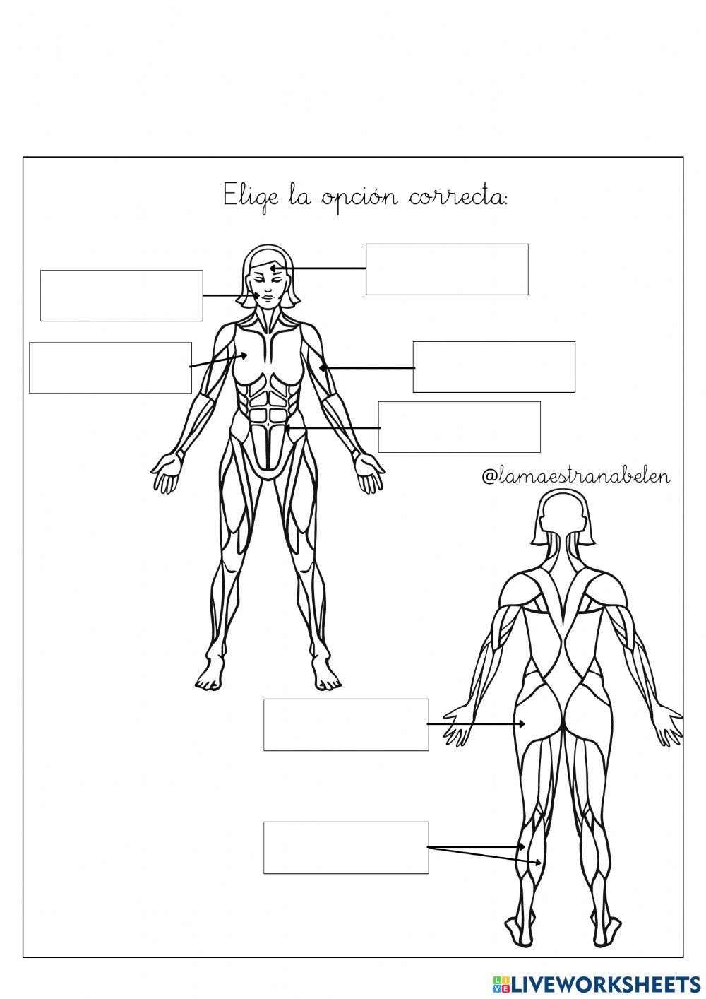 Músculos del cuerpo humano