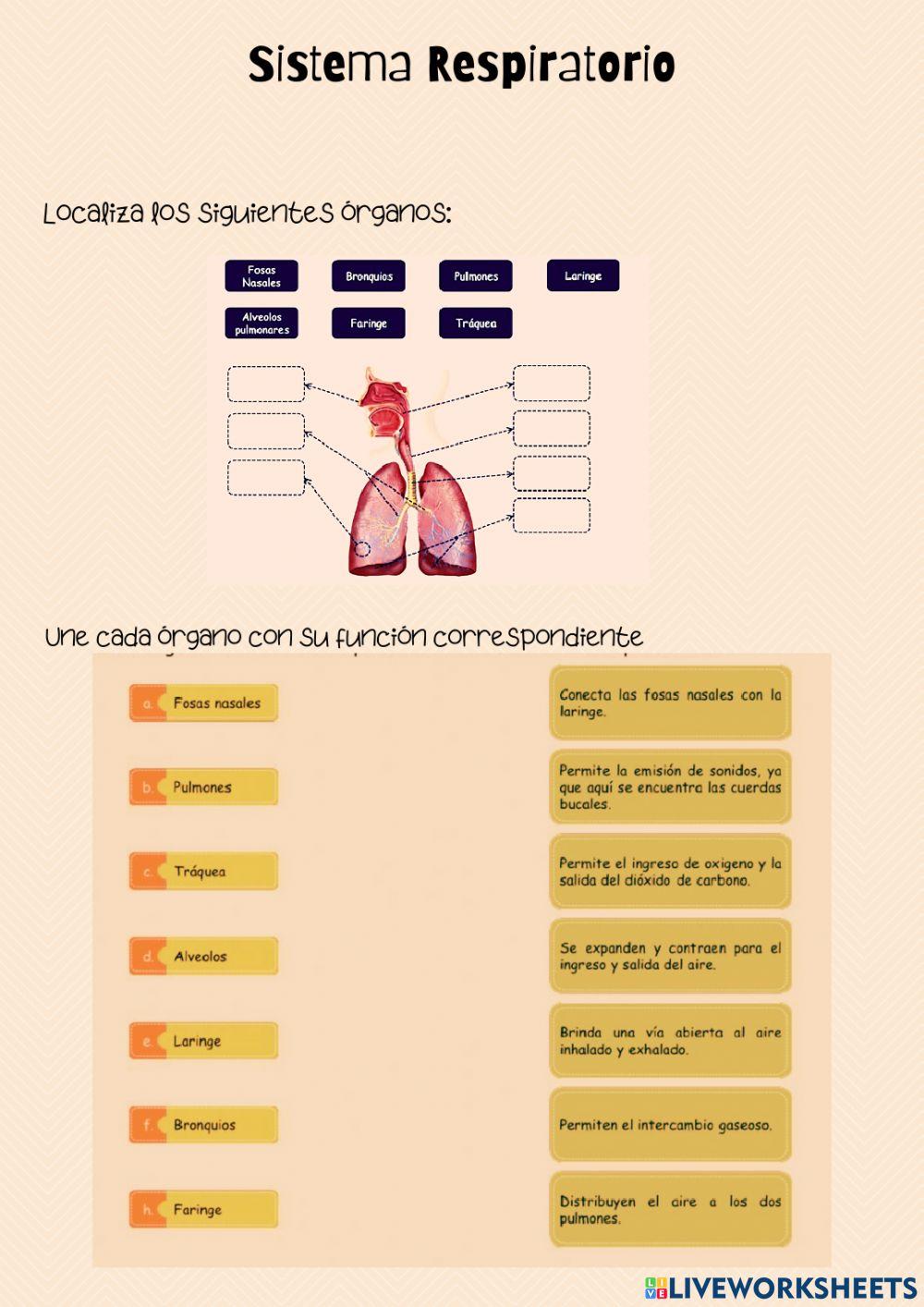 Sistema respiratorio