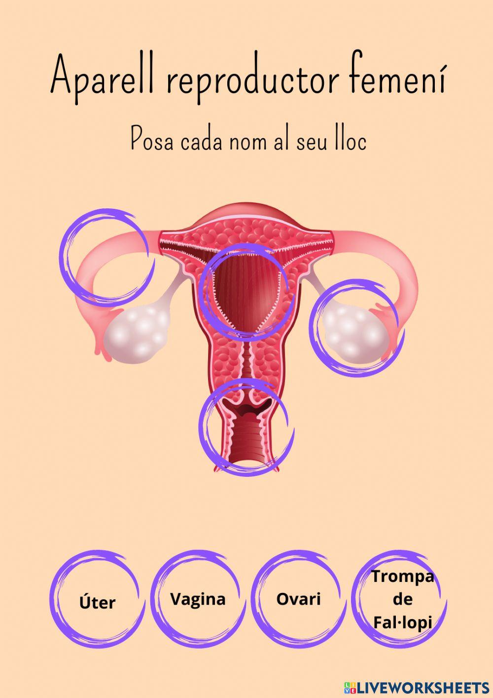 Aparell reproductor femenino