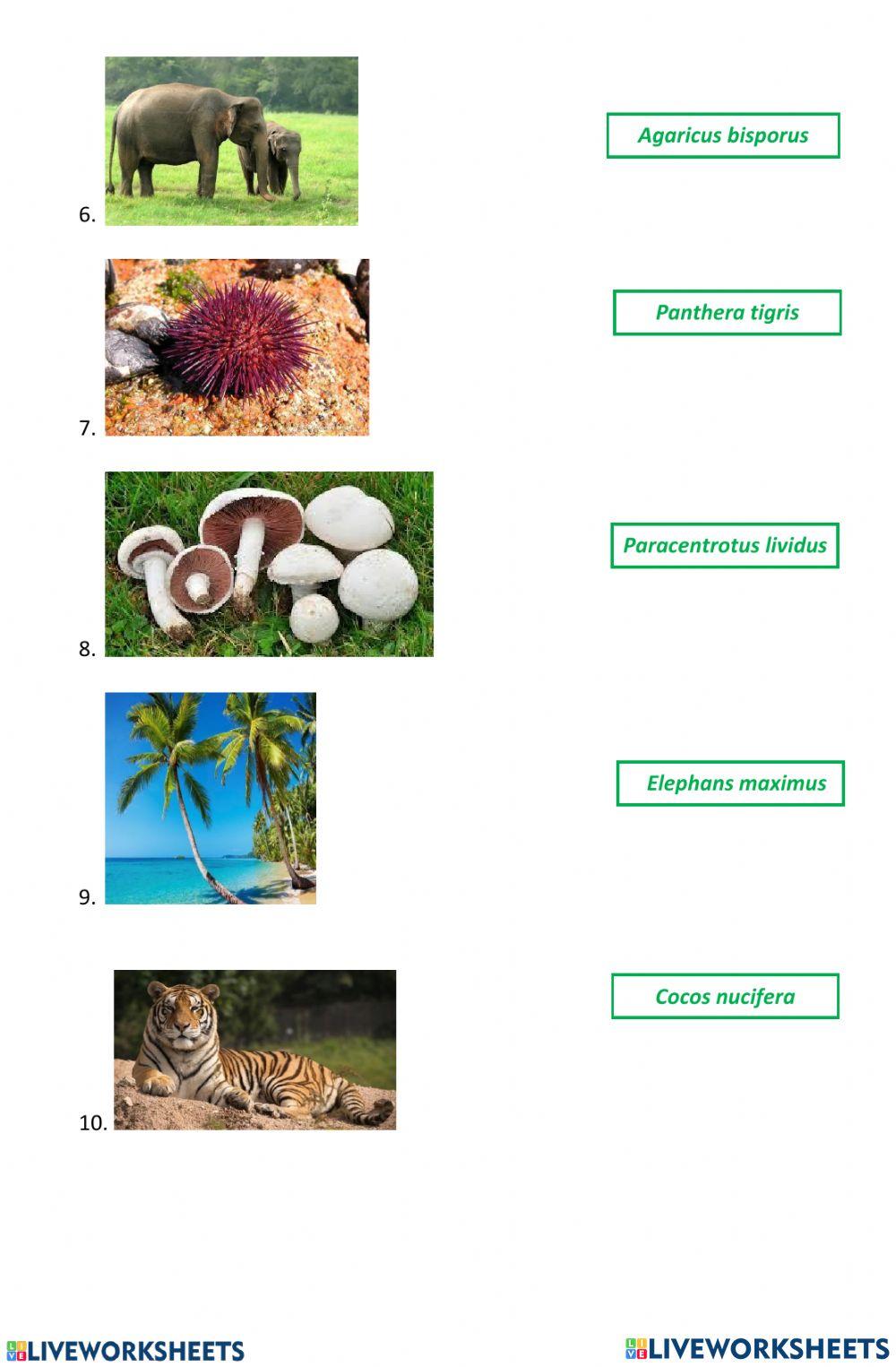2532962 Binomial nomenclature mffg LiveWorksheets