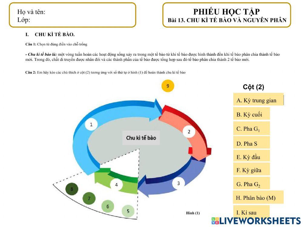 Chu kì tế bào và nguyên phân