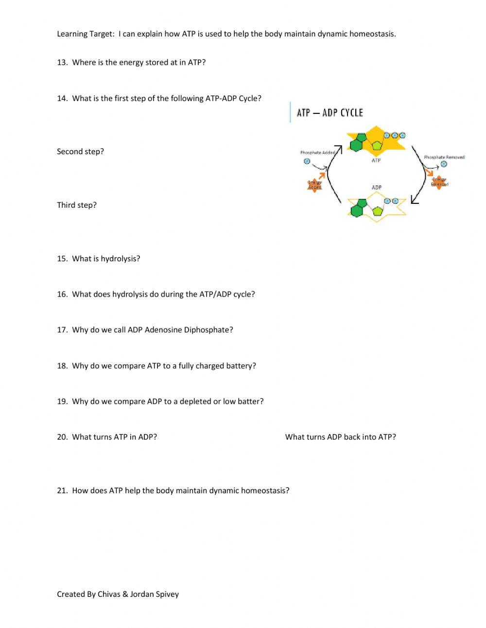 Chemical Energy & The ATP-ADP Cycle Video Notes